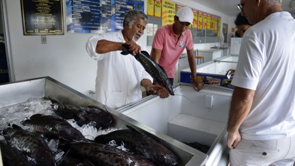 Peixe - Agência Brasil