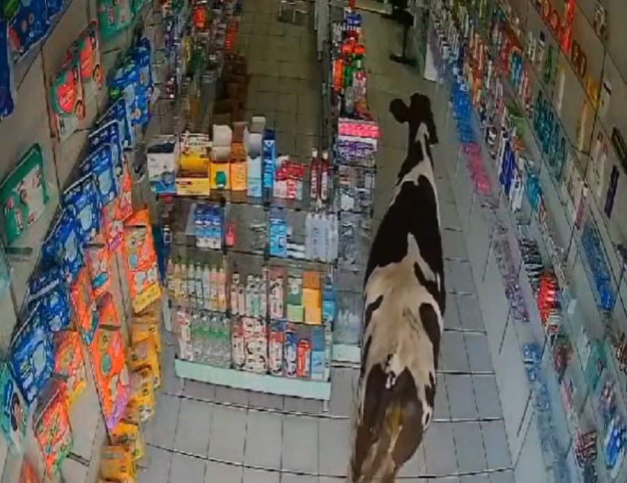 Vaca entra em farmácia na cidade de Venha-Ver