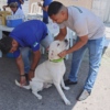 Devem ser vacinados cães e gatos a partir de três meses, inclusive fêmeas gestantes ou em período de amamentação.