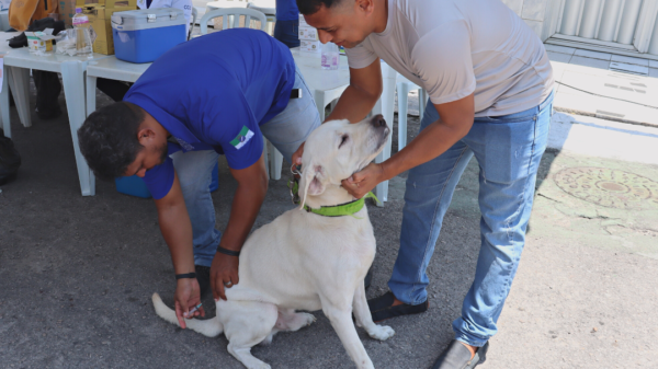 Devem ser vacinados cães e gatos a partir de três meses, inclusive fêmeas gestantes ou em período de amamentação.