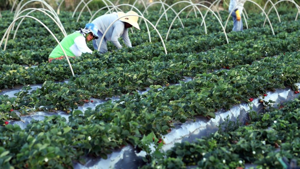 O protagonismo feminino na Agricultura Familiar e Economia do