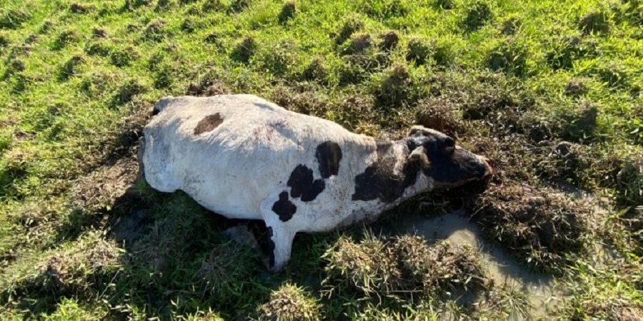 Potiguar faz golaço digno de prêmio puskas pela Sulamericana