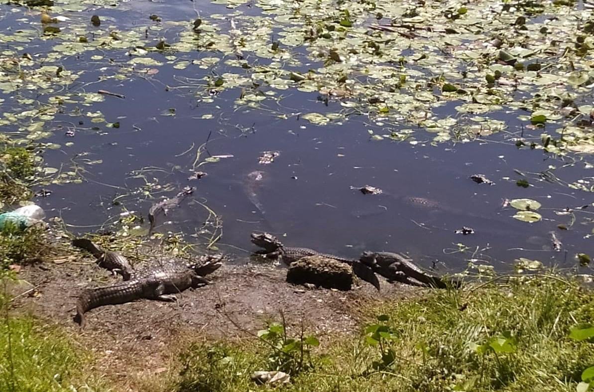 lagoa dos Jacarés em Maracajaú.