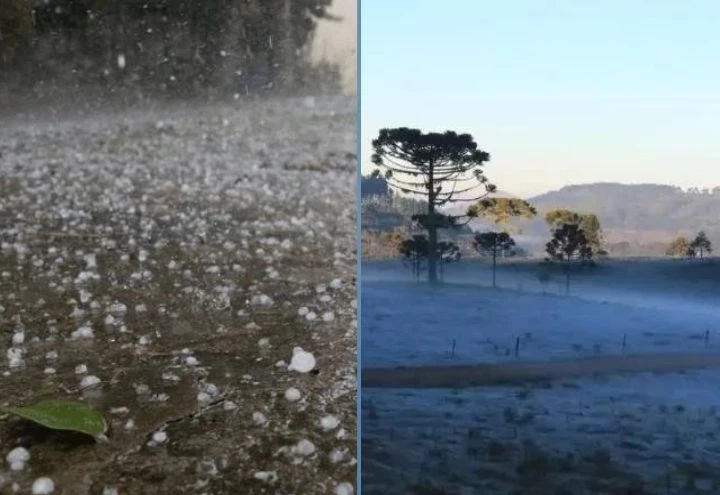 Arvoes e gramas com gelo e orvalho.