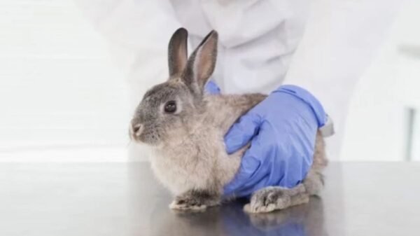 Câmara aprova projeto que proíbe uso de animais em testes de cosméticos