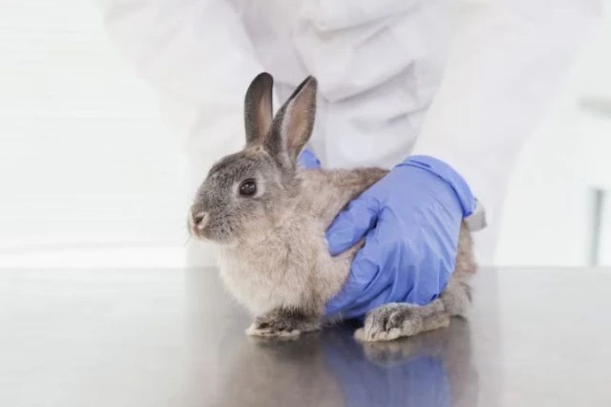Câmara aprova projeto que proíbe uso de animais em testes de cosméticos
