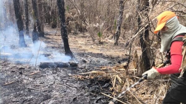 Incêndio em vegetação em Assú mobiliza bombeiros do RN