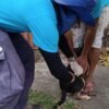 Campanha de vacinação antirrábica continua neste sábado (16) em Natal com postos fixos e ação porta a porta para cães e gatos.