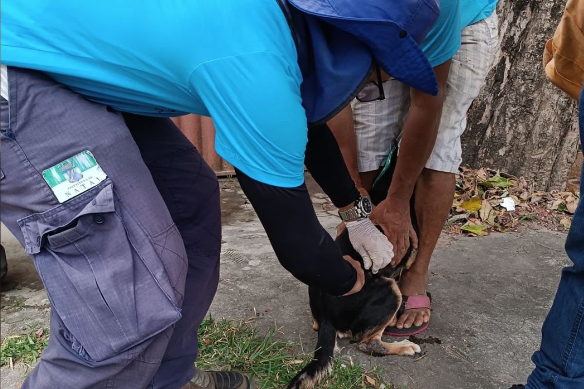 Campanha de vacinação antirrábica continua neste sábado (16) em Natal com postos fixos e ação porta a porta para cães e gatos.