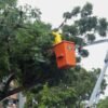 Prefeitura de Natal interdita trecho da rua Mossoró nesta quinta (21) para supressão vegetal e rebaixamento de árvores. STTU orienta motoristas e pedestres.