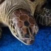Tartaruga-verde ameaçada de extinção chega ao RN após colisão em Fernando de Noronha. Recebe cuidados no PCCB-UERN e CEMAM.