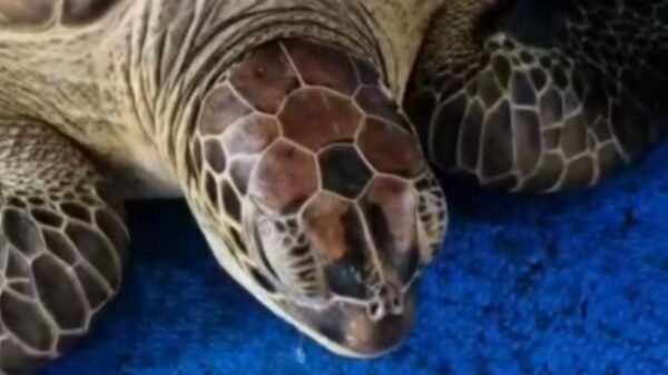 Tartaruga-verde ameaçada de extinção chega ao RN após colisão em Fernando de Noronha. Recebe cuidados no PCCB-UERN e CEMAM.