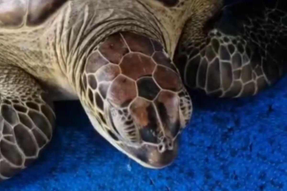 Tartaruga-verde ameaçada de extinção chega ao RN após colisão em Fernando de Noronha. Recebe cuidados no PCCB-UERN e CEMAM.