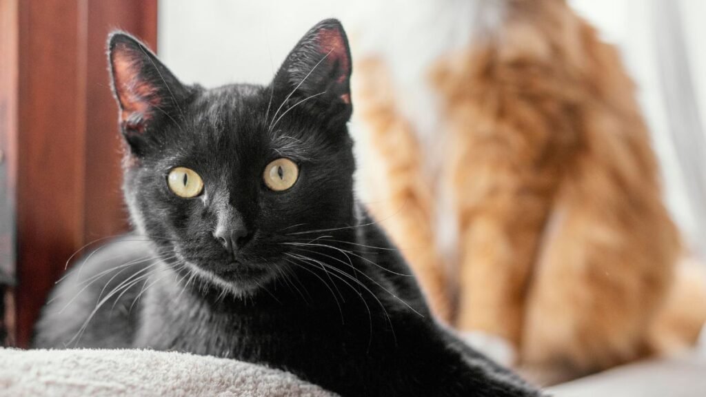 Caixa Econômica abre cadastro para revendedoras de gás no programa Gás do Povo, que garante recarga gratuita a famílias de baixa renda.