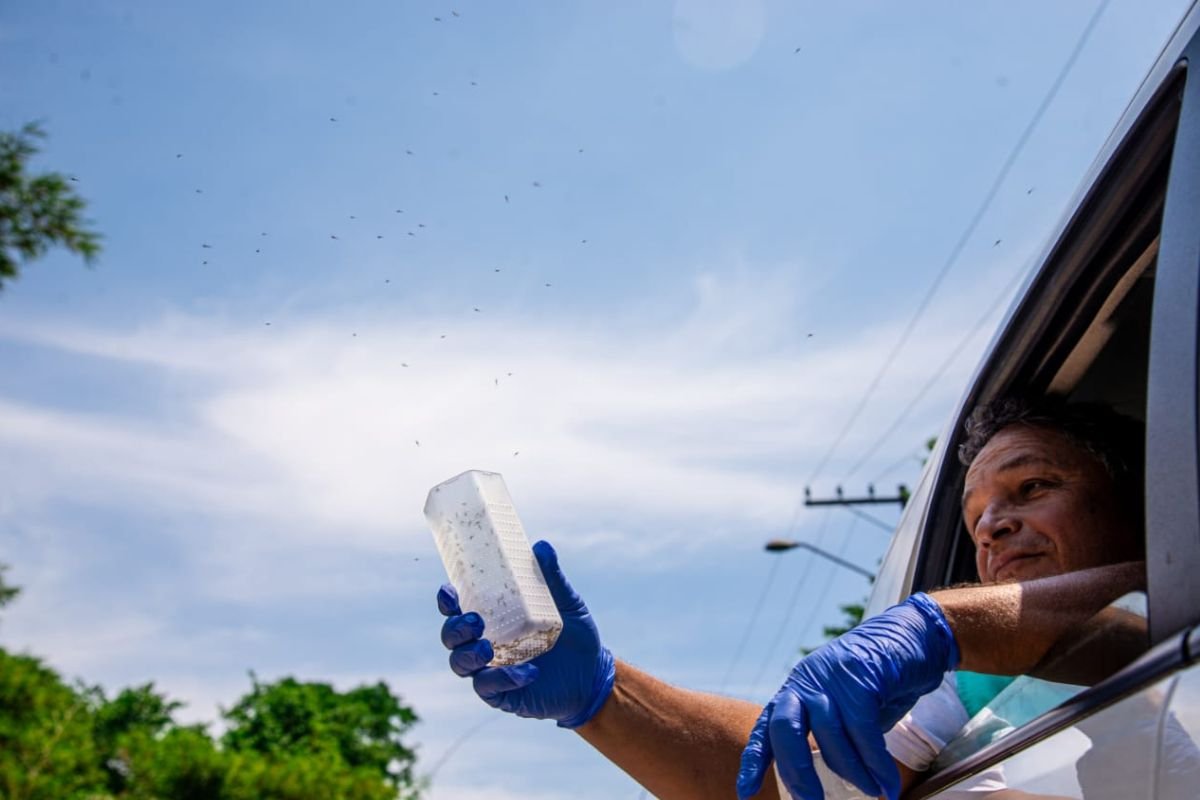 Natal recebe o Método Wolbachia para combater dengue, Zika e chikungunya. Primeiros “Wolbitos” começam a ser liberados na cidade.