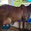 Vaca Justiça AFFU, do Rebanho Saia Rodada, bate recorde na Festa do Boi 2025 e entra para o ranking mundial de maior produção de leite.