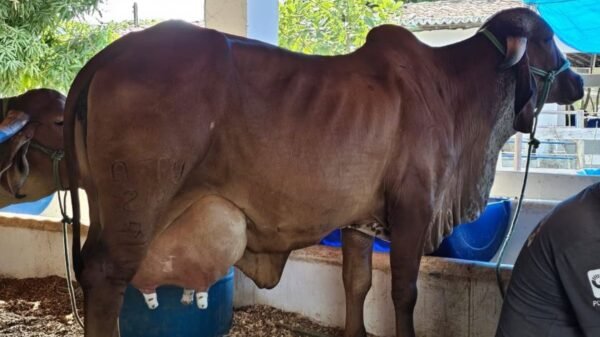 Vaca Justiça AFFU, do Rebanho Saia Rodada, bate recorde na Festa do Boi 2025 e entra para o ranking mundial de maior produção de leite.
