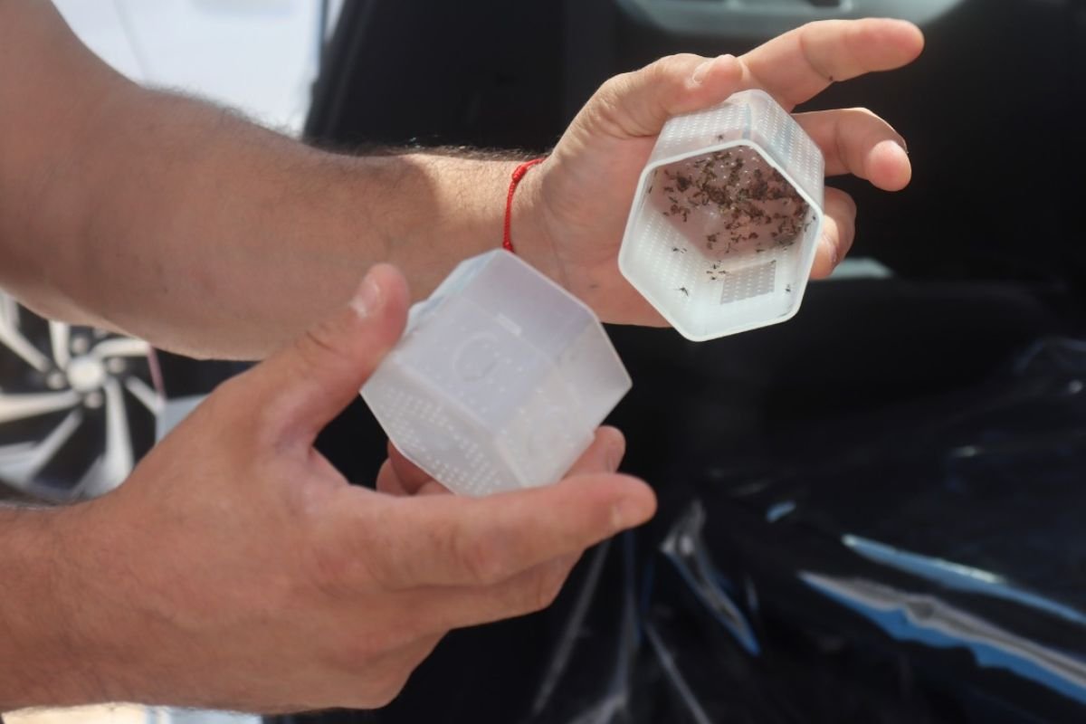 Natal inicia liberação de mosquitos Wolbachia em 33 bairros para reduzir dengue, Zika e chikungunya com biofábrica no bairro Felipe Camarão.