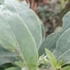 O fumo-bravo (Nicotiana glauca) é uma planta tóxica da mesma família do tabaco comum (Solanaceae). Suas folhas largas e verde-acinzentadas podem ser facilmente confundidas com as de hortaliças, como a couve.
