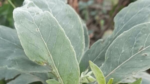 O fumo-bravo (Nicotiana glauca) é uma planta tóxica da mesma família do tabaco comum (Solanaceae). Suas folhas largas e verde-acinzentadas podem ser facilmente confundidas com as de hortaliças, como a couve.