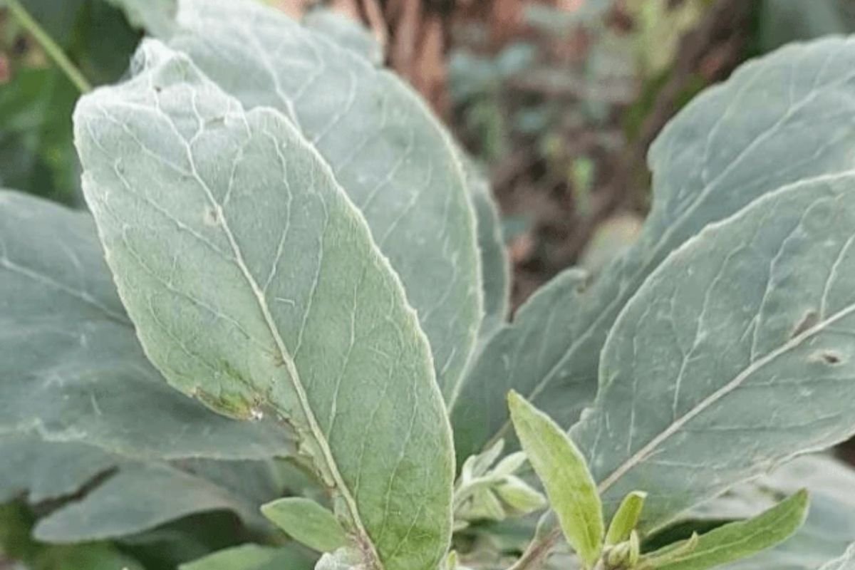O fumo-bravo (Nicotiana glauca) é uma planta tóxica da mesma família do tabaco comum (Solanaceae). Suas folhas largas e verde-acinzentadas podem ser facilmente confundidas com as de hortaliças, como a couve.