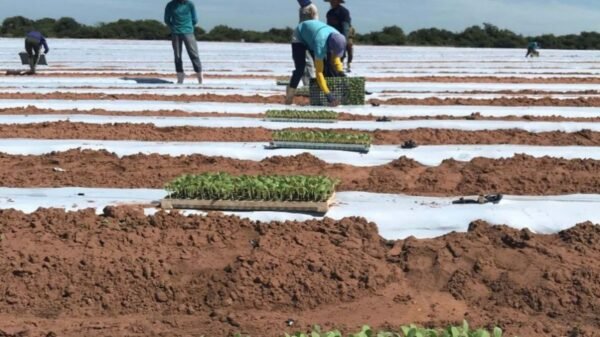 Clientes que receberam mensagem em fatura têm até 31/12/2025 para regularizar a situação e garantir desconto de até 90% na conta de energia
