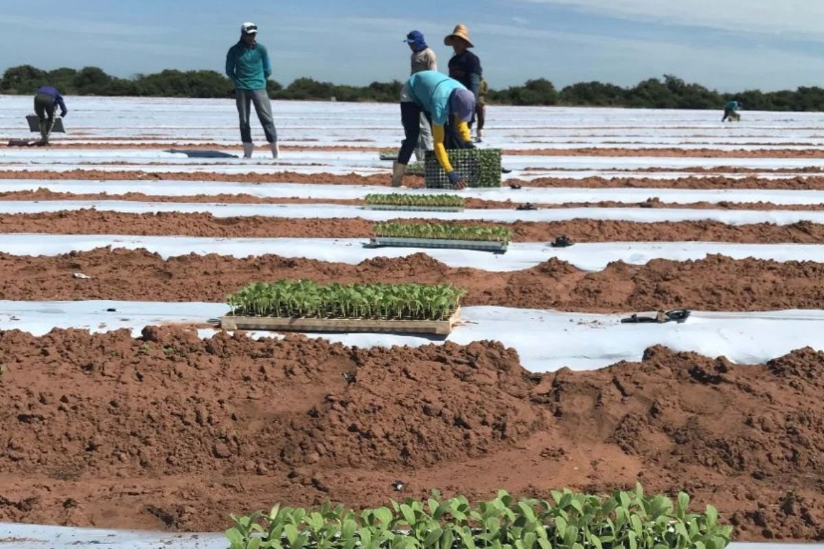 Clientes que receberam mensagem em fatura têm até 31/12/2025 para regularizar a situação e garantir desconto de até 90% na conta de energia
