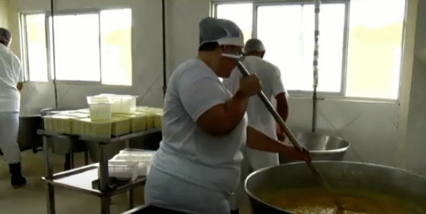 Produtor rural trabalha na fabricação de queijos artesanais em Ceará-Mirim após nova lei municipal sancionada por Antônio Henrique.