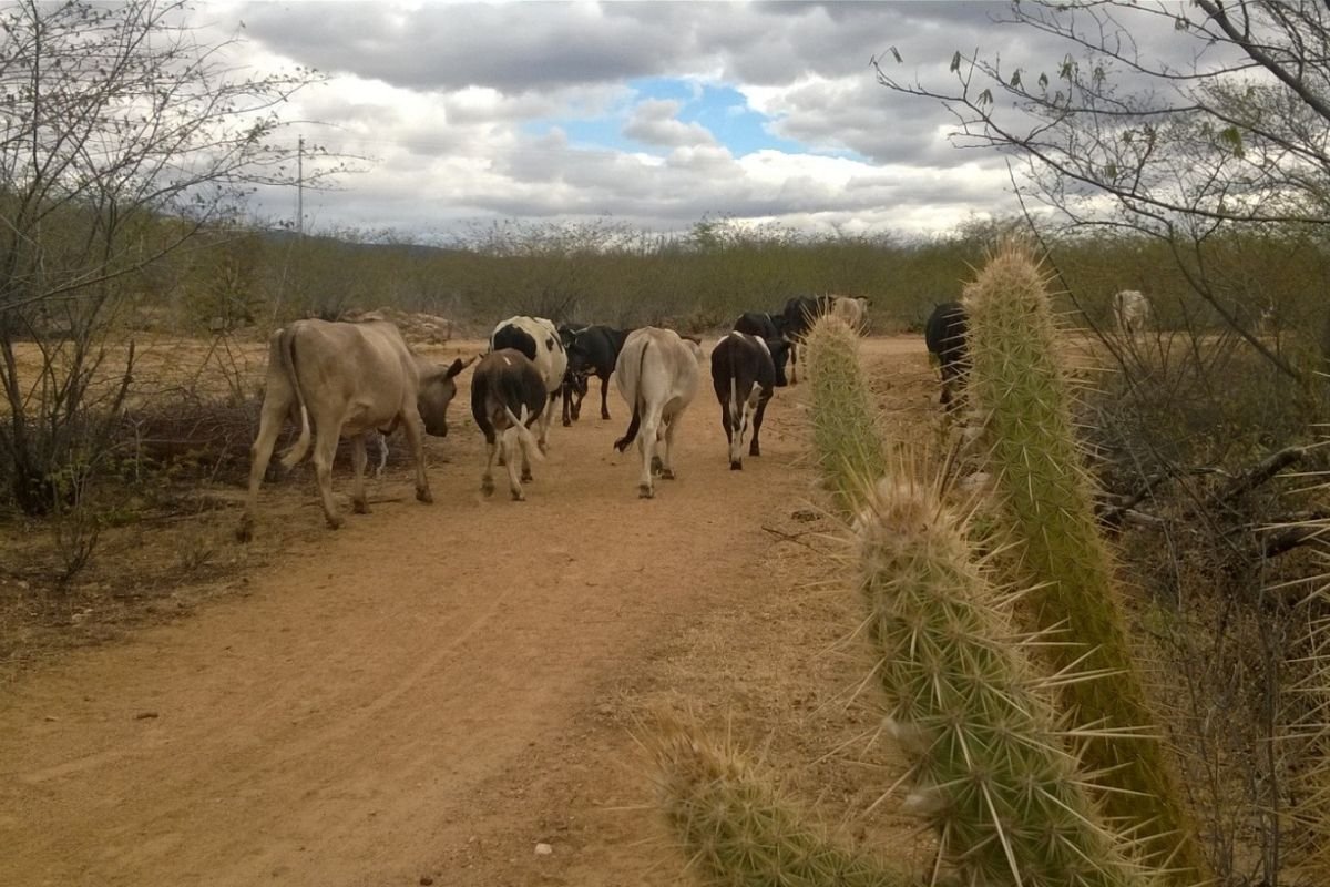 Governo Federal reconhece situação de emergência em 65 municípios do RN afetados pela seca. Medida garante apoio e ações contra a estiagem.