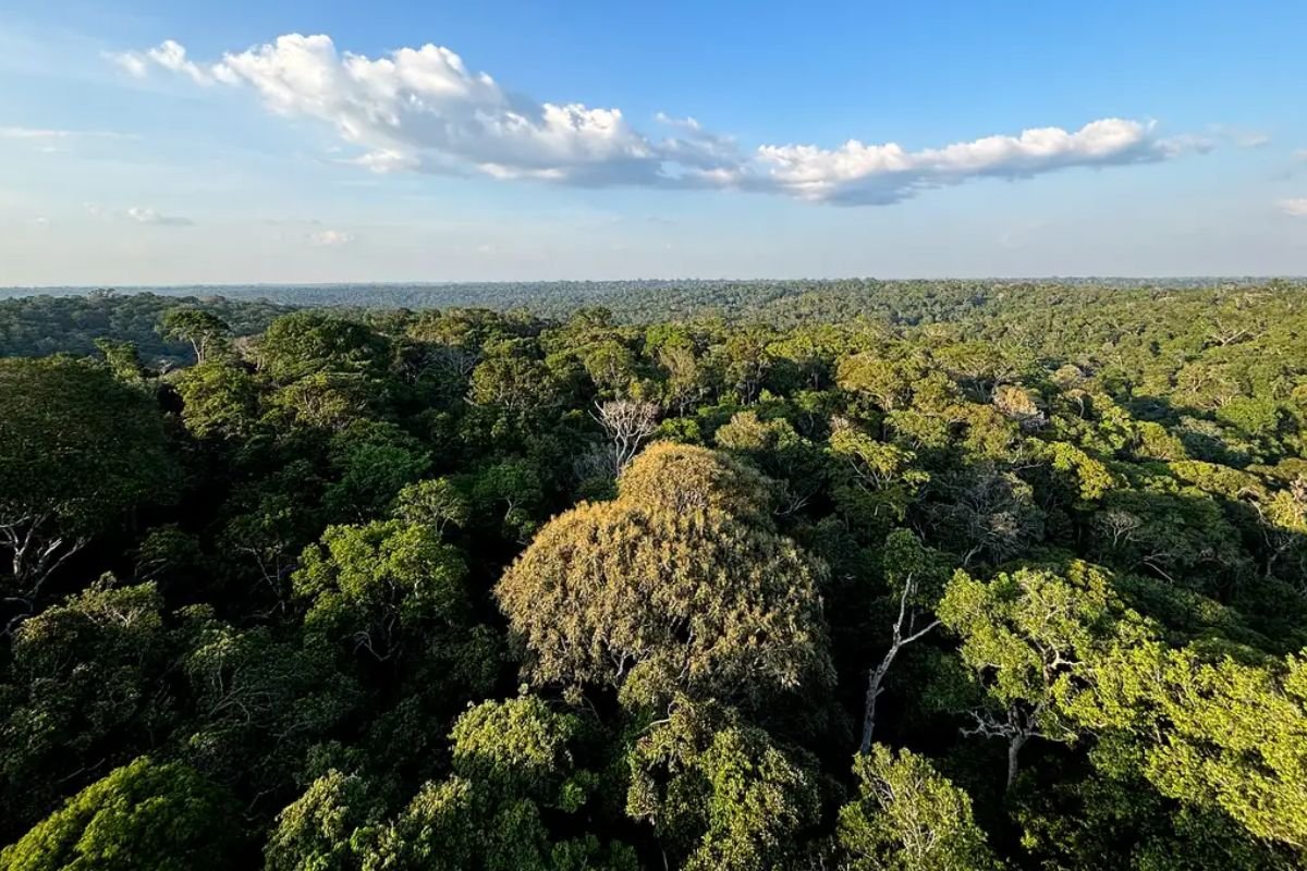 Belém sedia a COP30 entre 10 e 21 de novembro. Conferência reúne líderes mundiais para debater metas climáticas e redução de gases de efeito estufa.