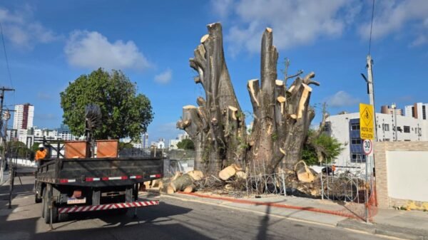 Poda do Baobá do Poeta entra na fase final e deve ser concluída até 19 de dezembro. Responsável nega boatos sobre construção no terreno.