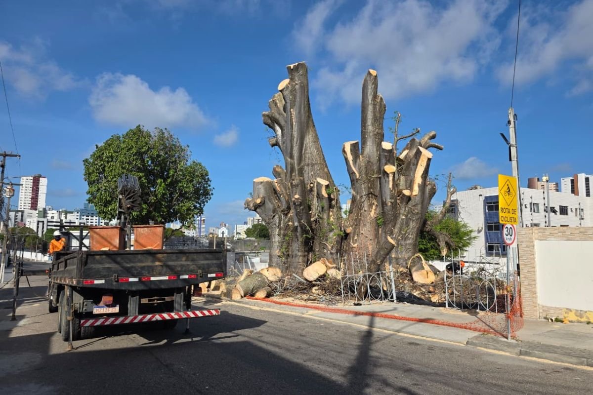 Poda do Baobá do Poeta entra na fase final e deve ser concluída até 19 de dezembro. Responsável nega boatos sobre construção no terreno.