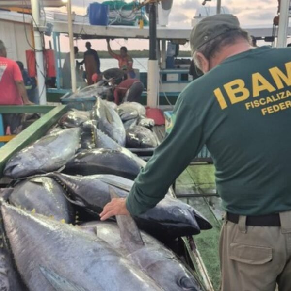 Operação Tuna do Ibama apreende 2,3 toneladas de pescado e aplica mais de R$ 122 mil em multas por pesca ilegal no RN.