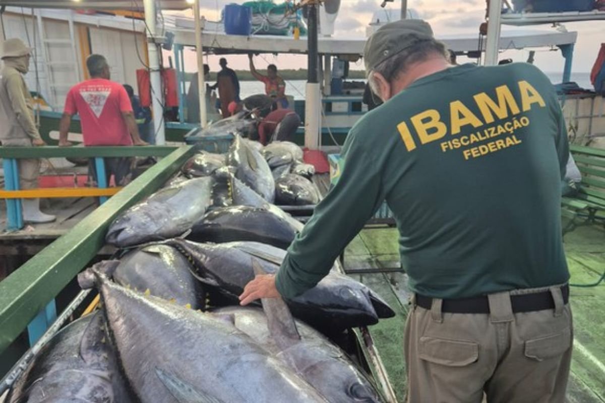 Operação Tuna do Ibama apreende 2,3 toneladas de pescado e aplica mais de R$ 122 mil em multas por pesca ilegal no RN.