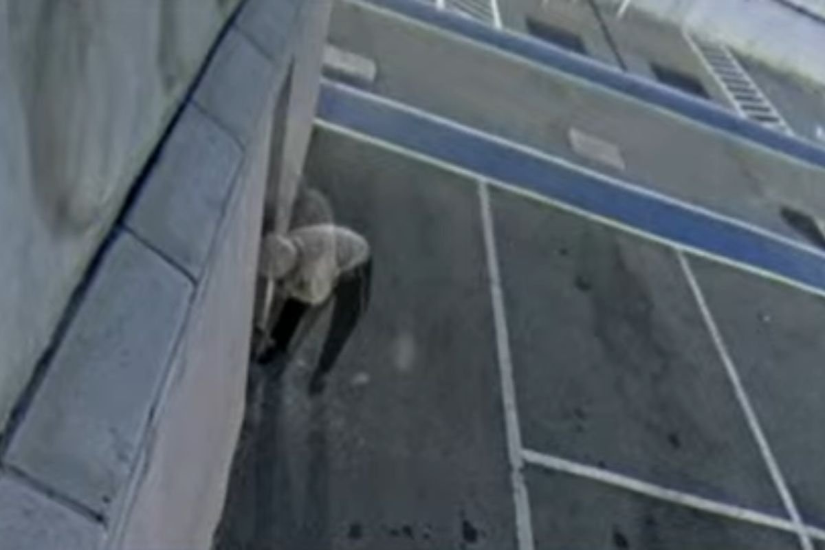 Suspeito de colocar fogo na Estátua da Liberdade da Havan em Natal é identificado pela polícia após análise de imagens de segurança.