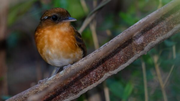na imagem um pássaro, Conopophaga cearae, num ganho de árvore.