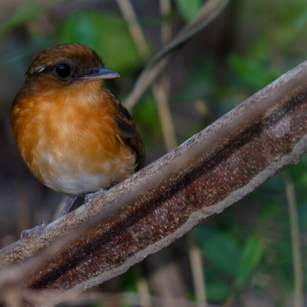 na imagem um pássaro, Conopophaga cearae, num ganho de árvore.
