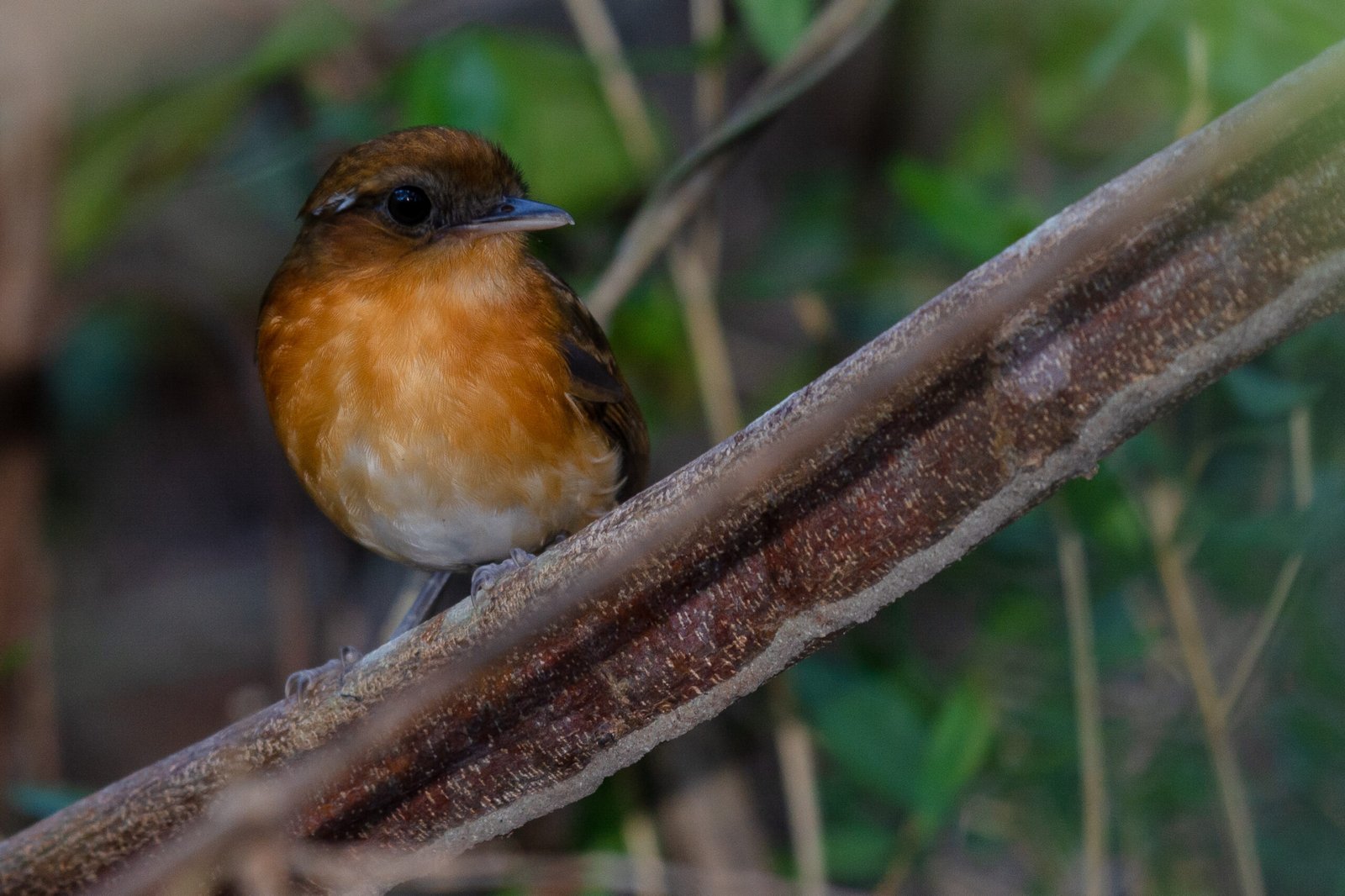 na imagem um pássaro, Conopophaga cearae, num ganho de árvore.