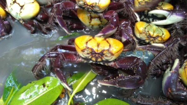 Idema reforça o período de defeso do caranguejo-uçá no RN em 2026, com proibição de captura e venda para proteger os manguezais.