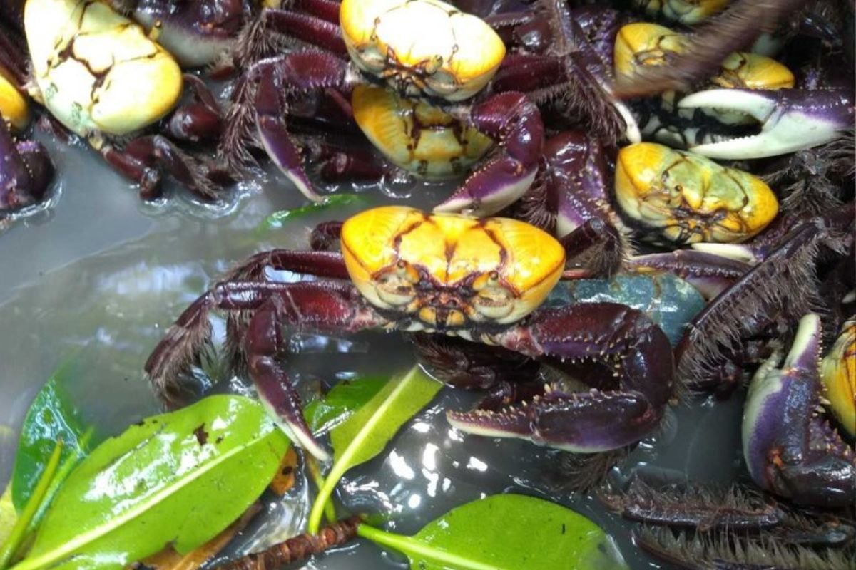 Idema reforça o período de defeso do caranguejo-uçá no RN em 2026, com proibição de captura e venda para proteger os manguezais.