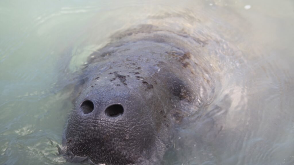 Soltura da peixe-boi Maria, que será realizada no dia 10 de fevereiro