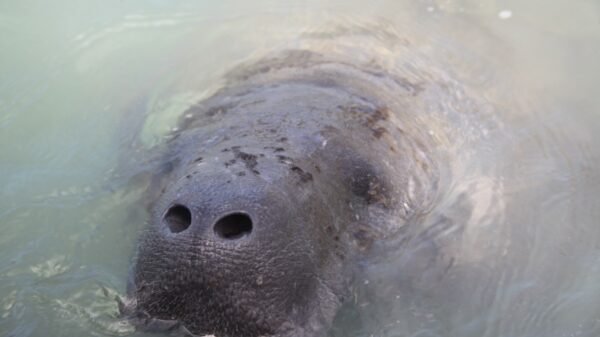 Soltura da peixe-boi Maria, que será realizada no dia 10 de fevereiro