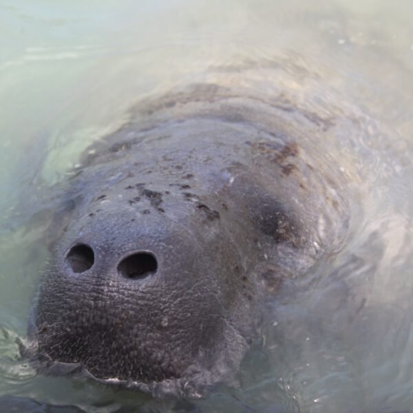 Soltura da peixe-boi Maria, que será realizada no dia 10 de fevereiro