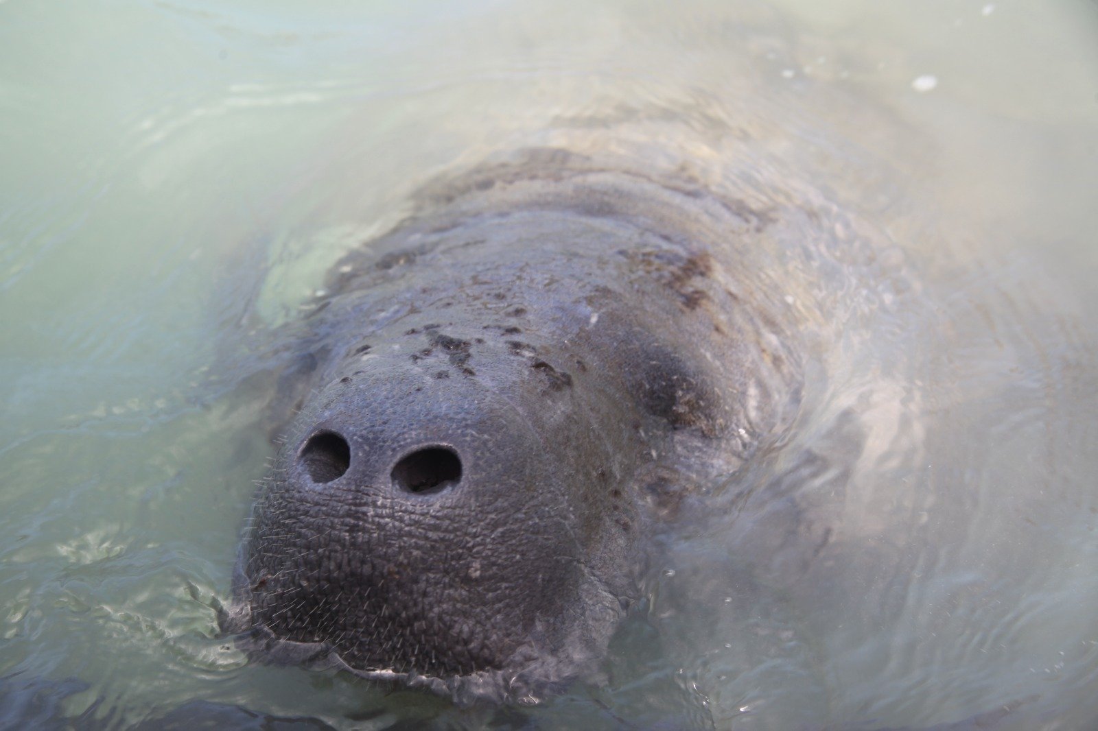 Soltura da peixe-boi Maria, que será realizada no dia 10 de fevereiro