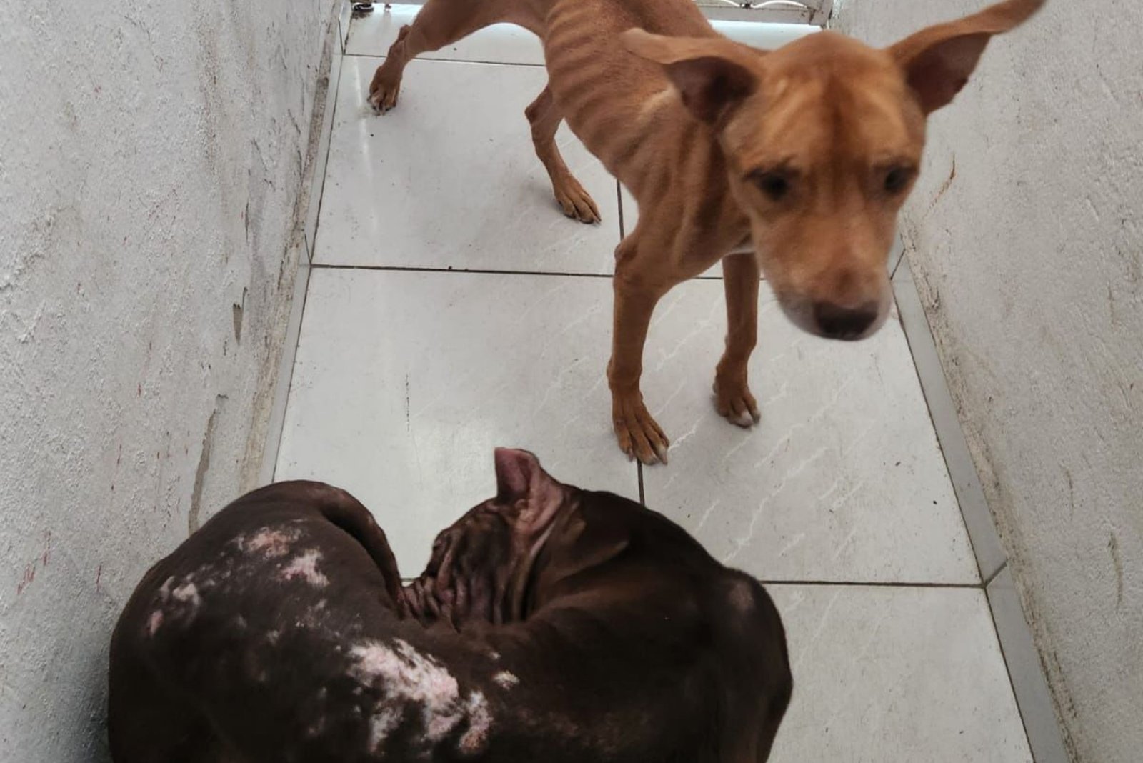 Imagem de dois cães abandonados na zona Norte de Natal