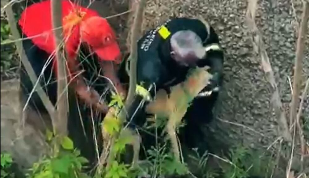 Bombeiros do RN resgatam cachorro preso em desfiladeiro às margens da BR-226, em Patu