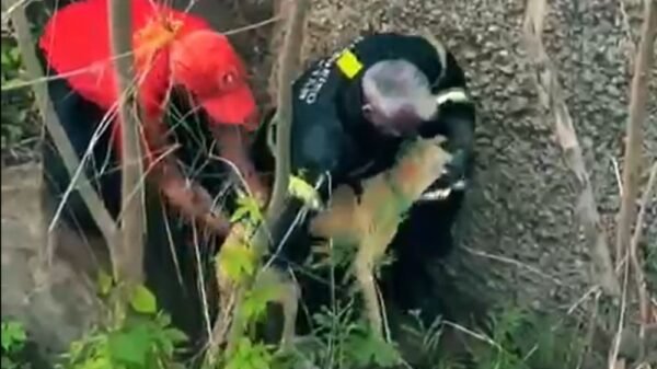 Bombeiros do RN resgatam cachorro preso em desfiladeiro às margens da BR-226, em Patu