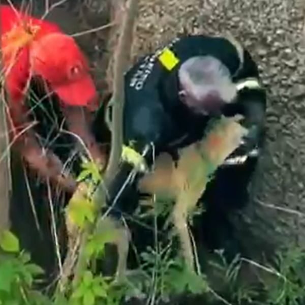 Bombeiros do RN resgatam cachorro preso em desfiladeiro às margens da BR-226, em Patu