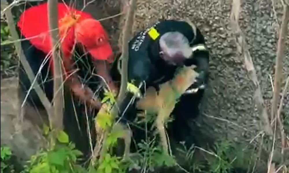 Bombeiros do RN resgatam cachorro preso em desfiladeiro às margens da BR-226, em Patu