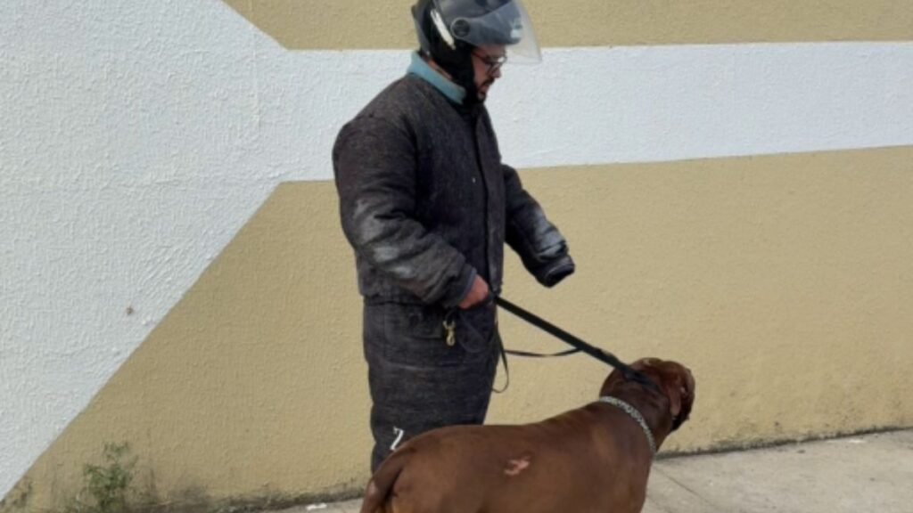 Pitbull é resgatado após ataque que terminou com a morte de um idoso em Extremoz, na Grande Natal.